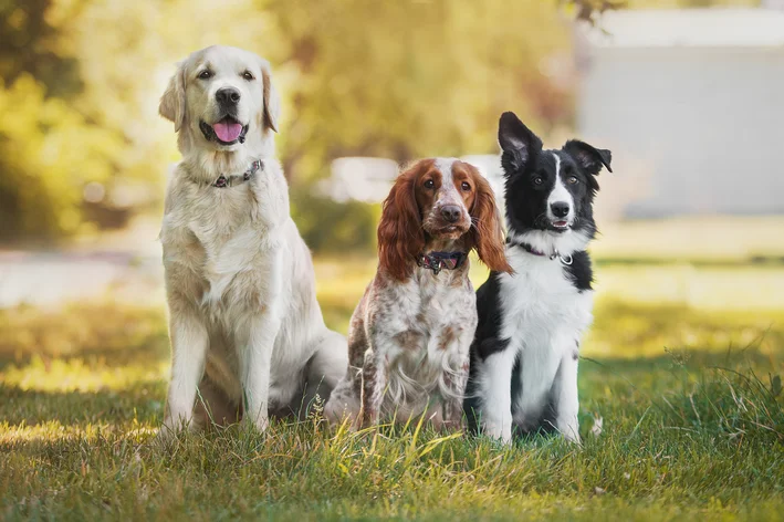 Cachorros de idades diferentes sentados no parque