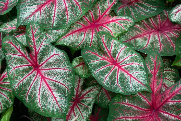 Tinhorão (Caladium Bicolor Vent.) 