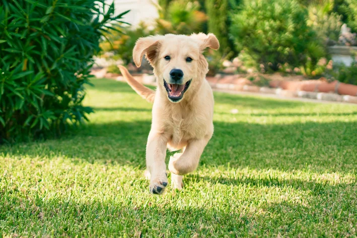 plantas venenosas para cachorro