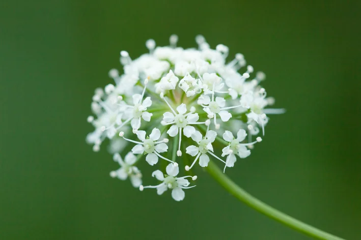 Cicuta (Cicuta) plantas venenosas