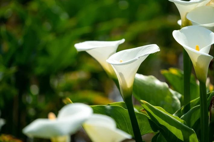 copo-de-leite plantas venenosas