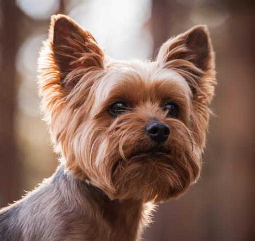 yorkshire Terrier