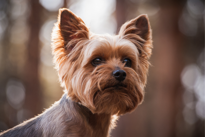 yorkshire Terrier