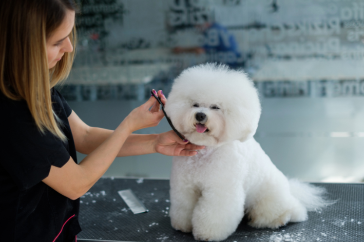 Bichon Frisé cachorro para criança