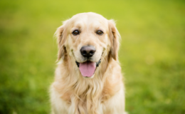 Golden Retriever para crianças