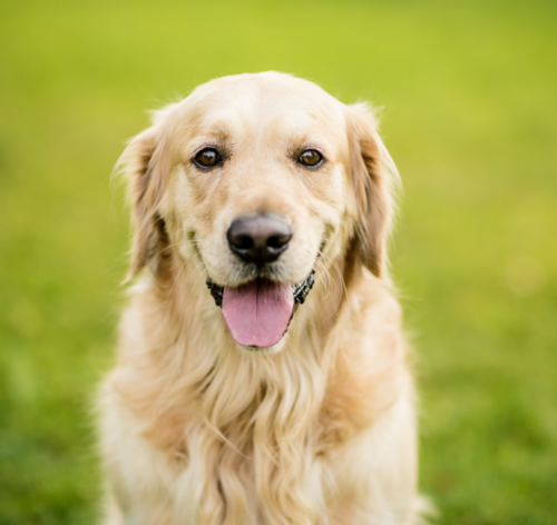 Golden Retriever para crianças