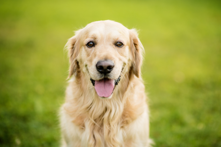 Golden Retriever para crianças