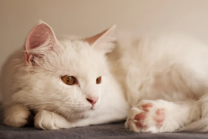 gato angorá deitado