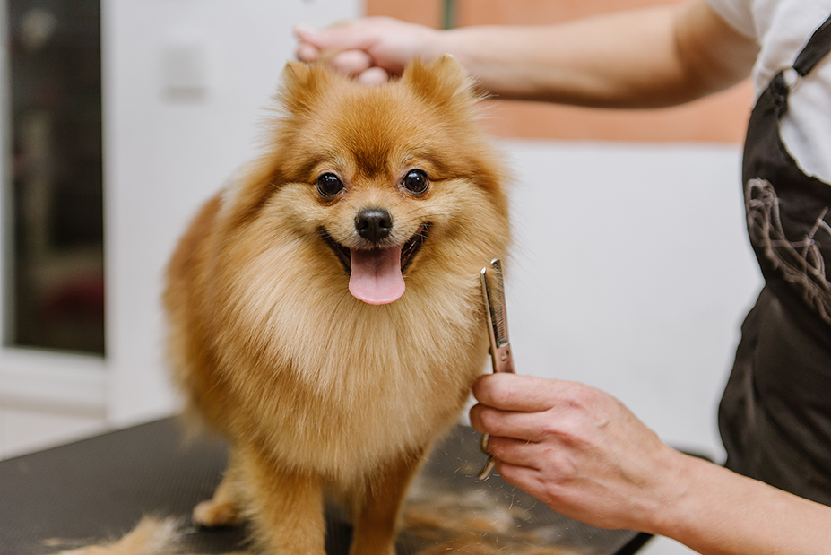 Lulu da Pomerânia no banho e tosa