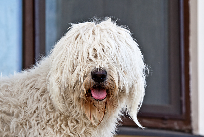 Cachorro peludo branco