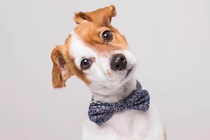 cachorro pequeno com a cabeça virada para o lado