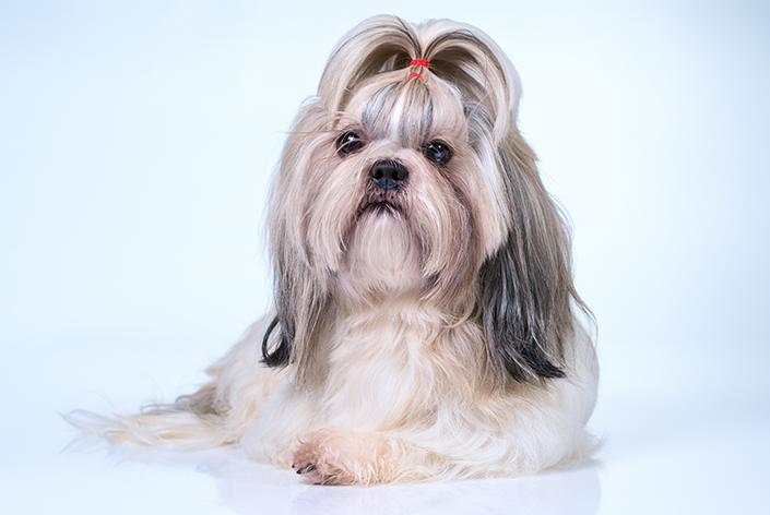 Cachorro Shih Tzu