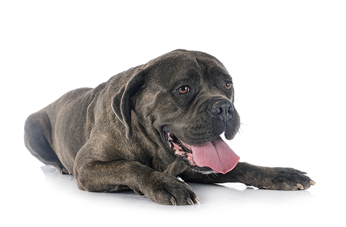 cachorro da raça Cane Corso