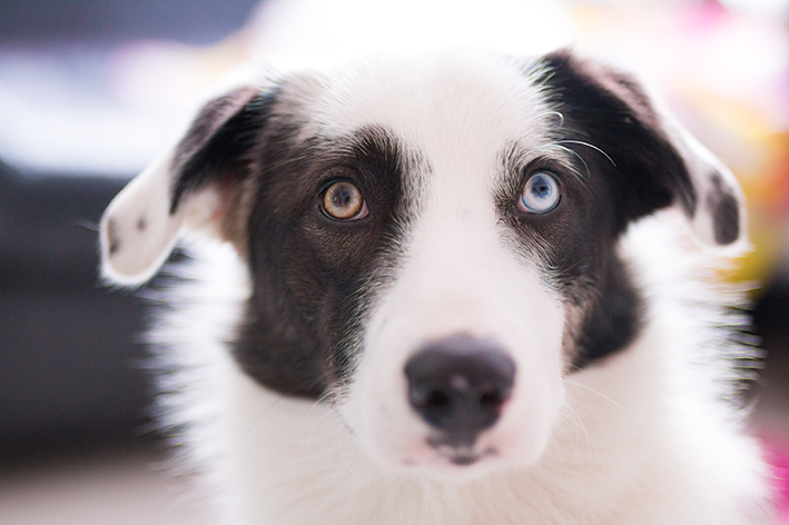 Border colie com Heterocromia