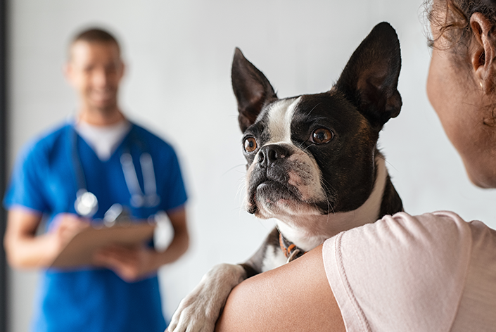 Ivomec não deve ser usado em cães