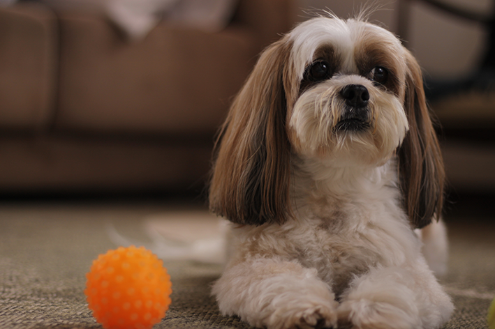 Lhasa Apso deitado