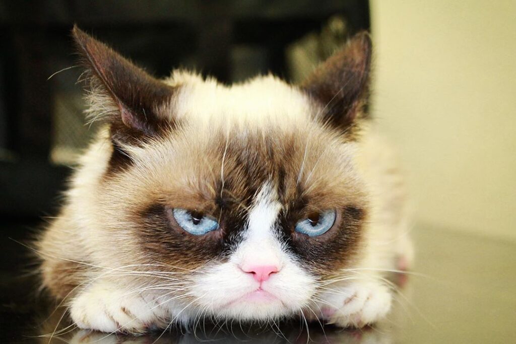 grumpy cat