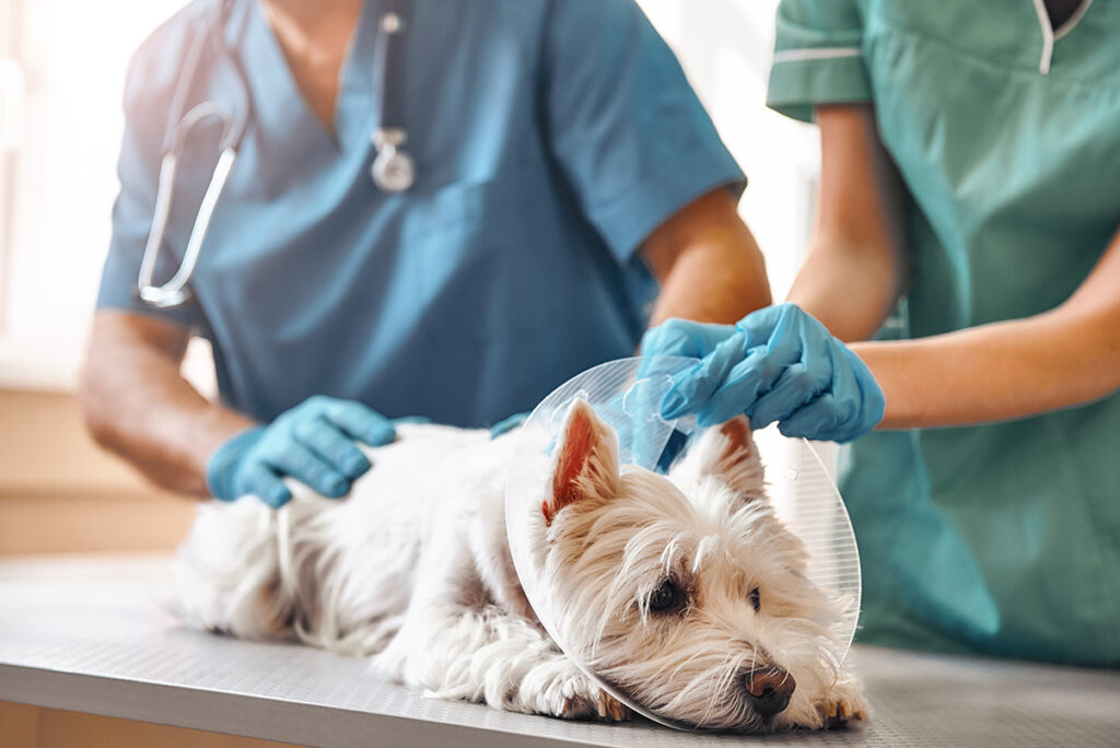 Filhotes de cachorro depois da castração