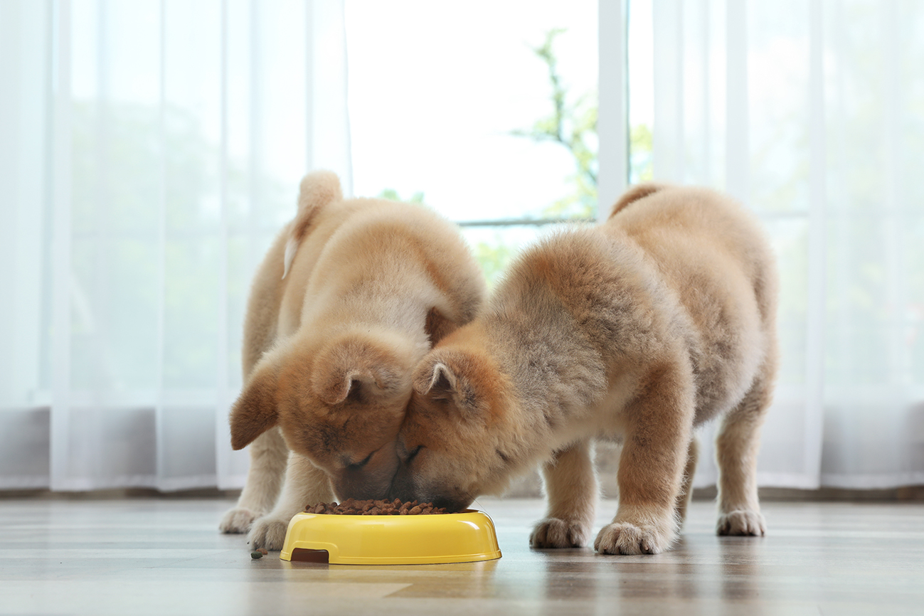 Filhotes de cachorro comendo ração