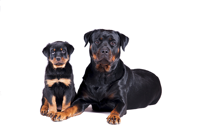 Rottweiler filhote e adulto