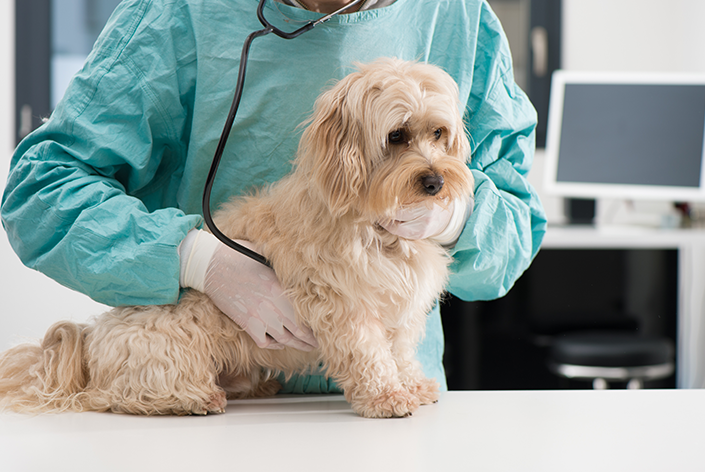 cachorro no veterinário