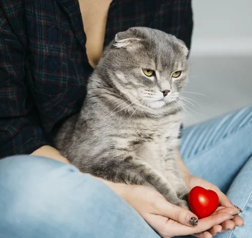 gato e tutora com coração