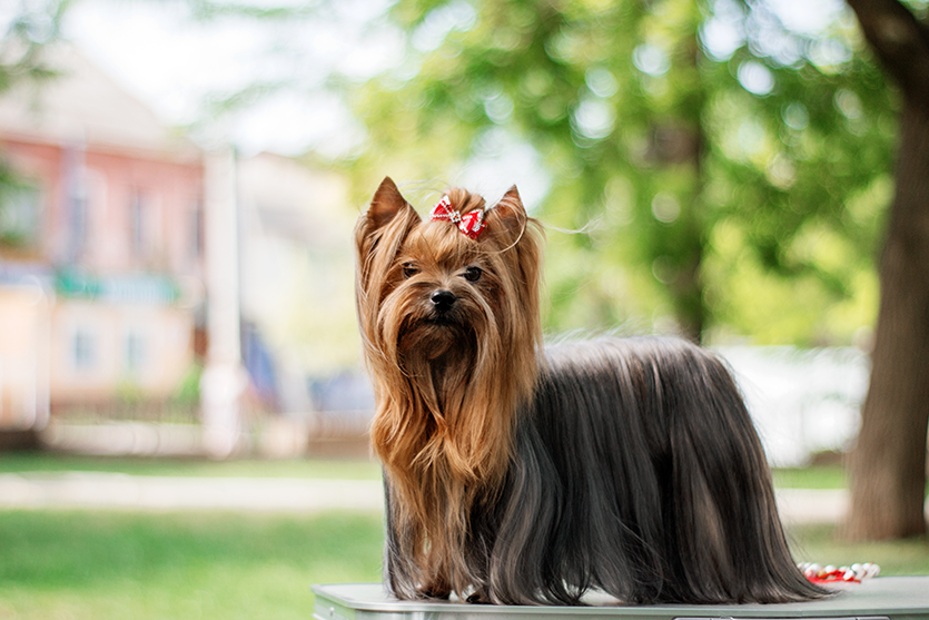 raça de cachorro Yorkshire Terrier