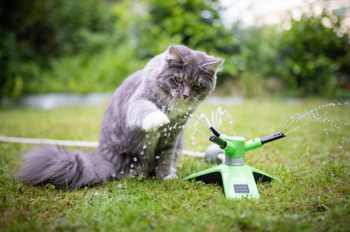 melhor fonte de água para gatos