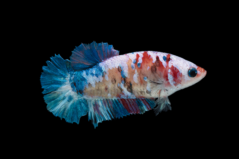Peixe betta: Conheça os cuidados | Blog da Cobasi
