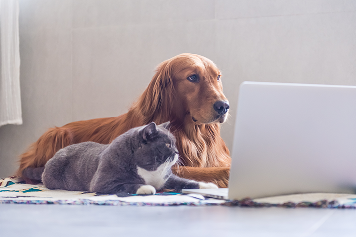 cachorro e gato conferindo as ofertas da Black Friday