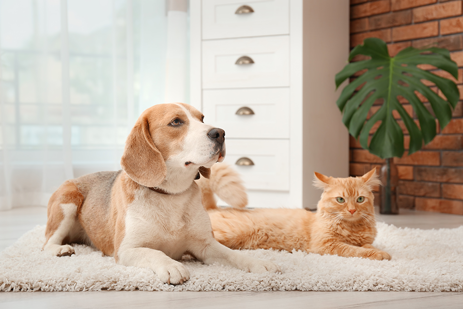 Cachorro e gato esperando para tomar bravecto