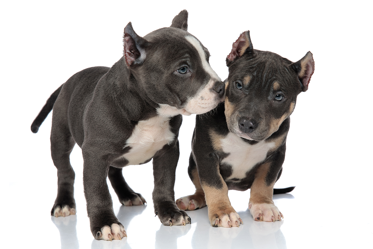 Cachorros American Bully Filhote