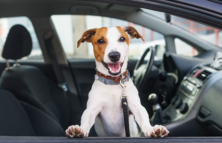 Cachorro no carro indo para a edição do Pedágio Aumigo