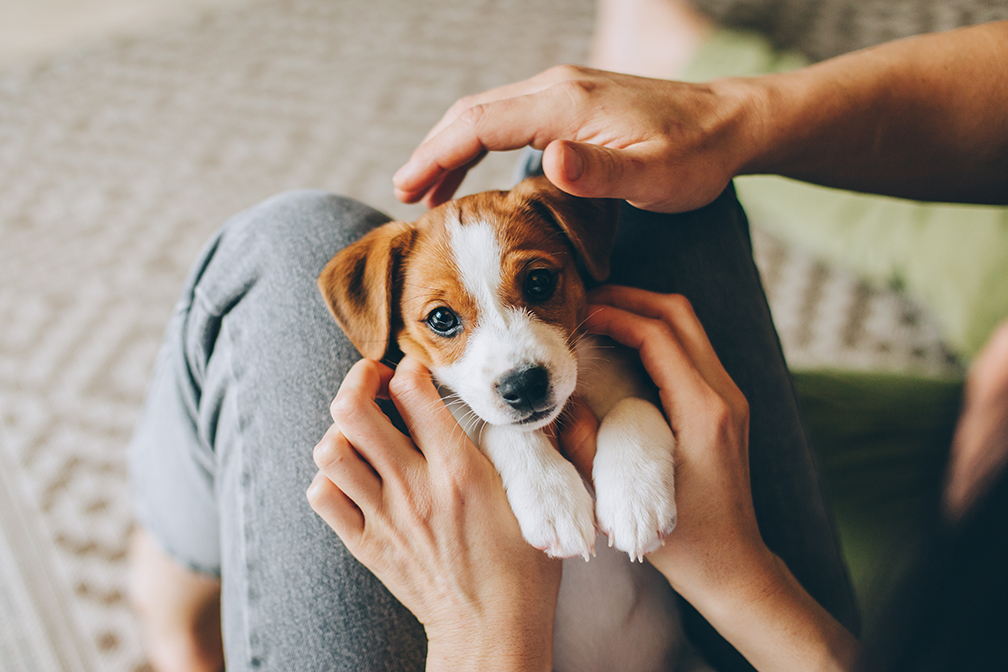 Filhotes de cachorro em casa no colo do dono