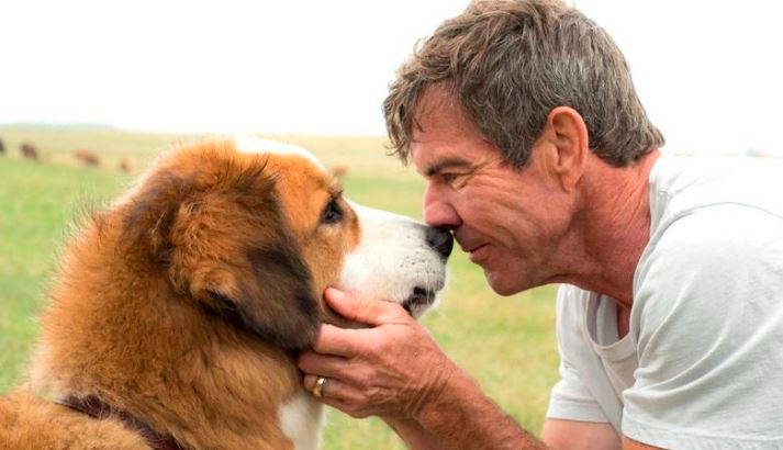 Cena do filme de cachorro quatro vidas de um cachorro