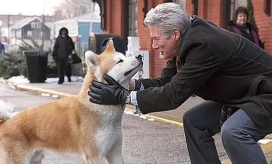 Cena do filme de cachorro Sempre ao seu lado