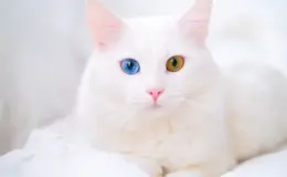 gato branco com heterocromia