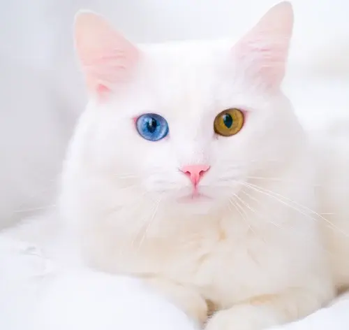 gato branco com heterocromia