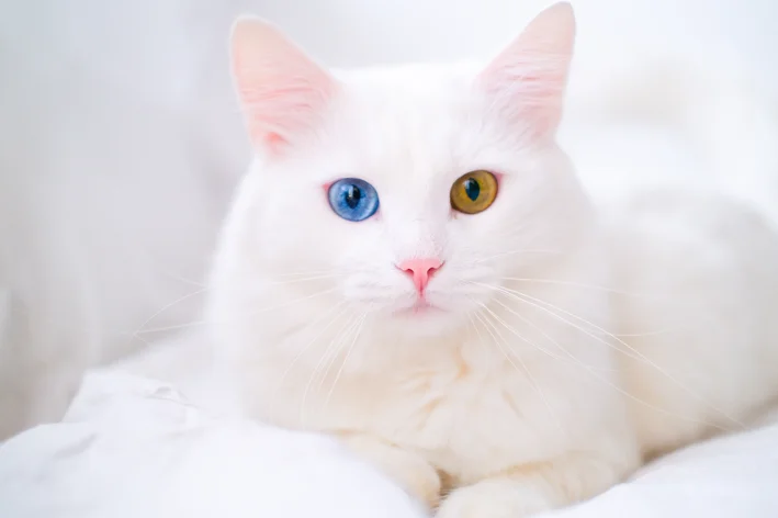 gato branco com heterocromia