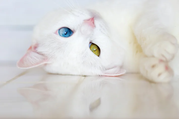 heterocromia em gatos