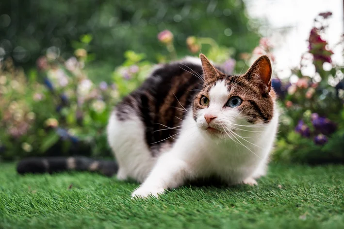 gato com um olho de cada cor