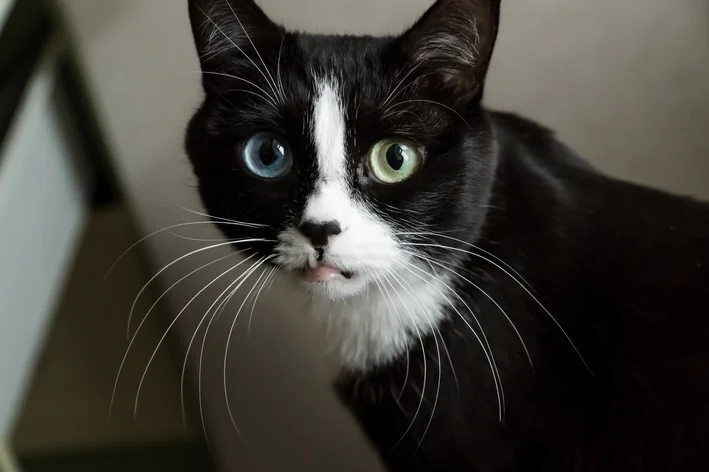 gato preto com heterocromia