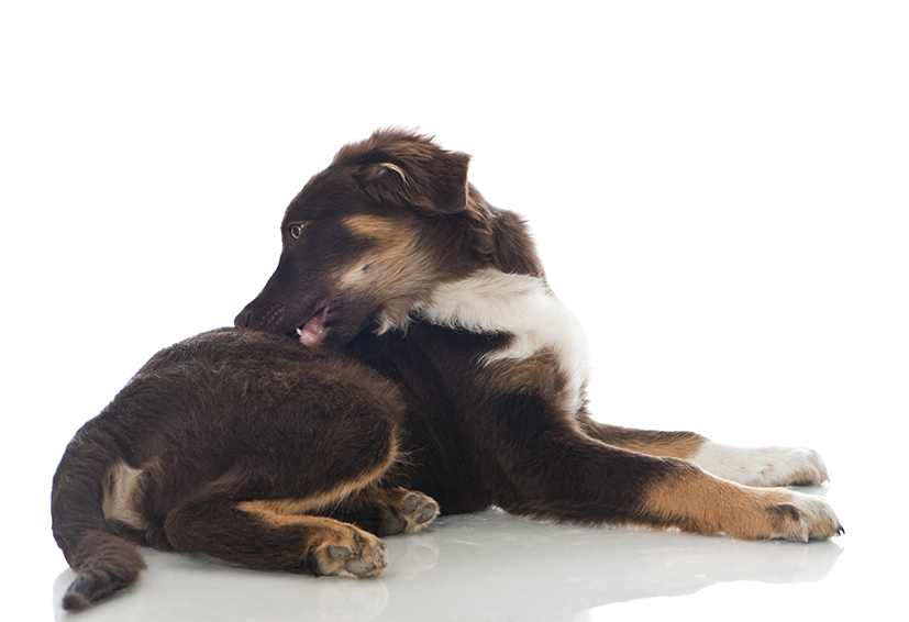 Cachorro se coçando precisa tomar nexgard