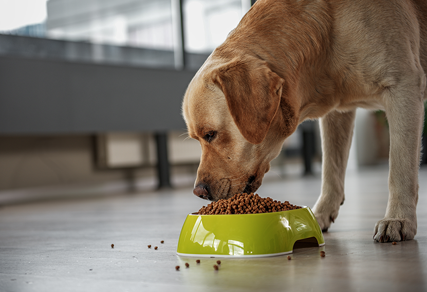 Cachorro comendo ração