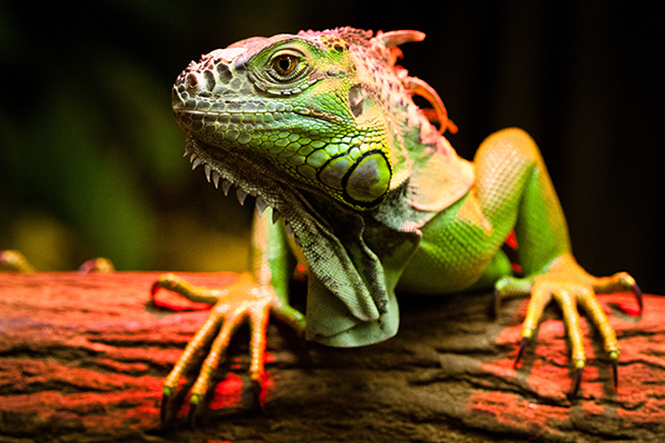 Iguana é um dos répteis domésticos