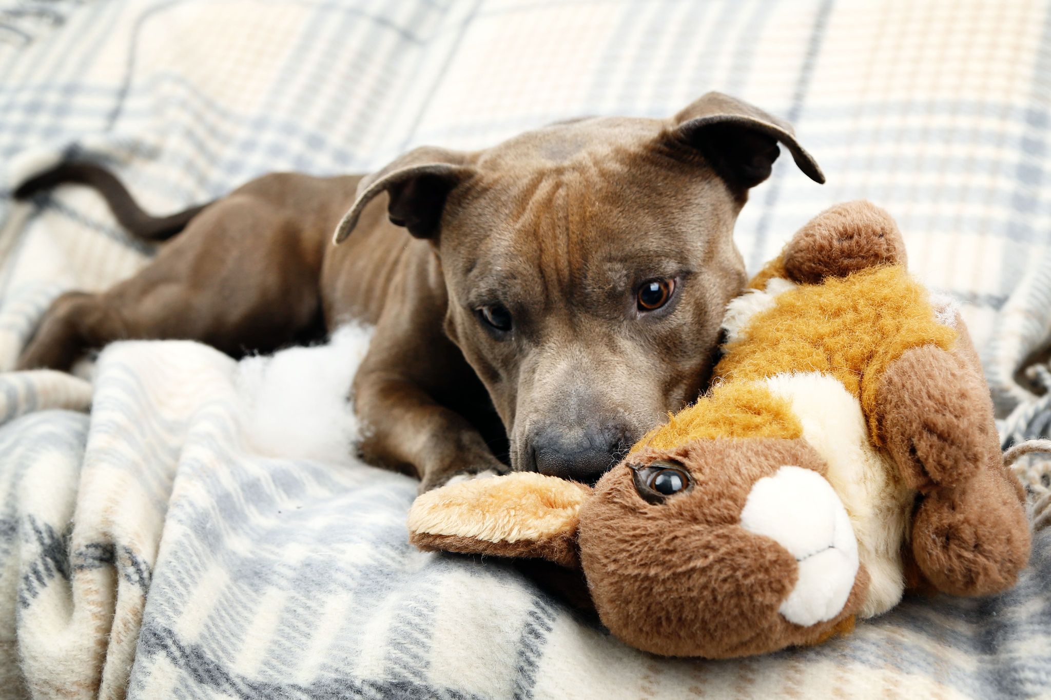 cachorro pitbull com urso de pelúcia