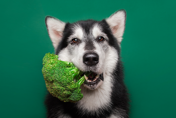 cachorro comendo