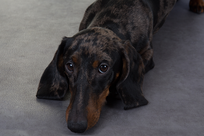 cachorro dachshund