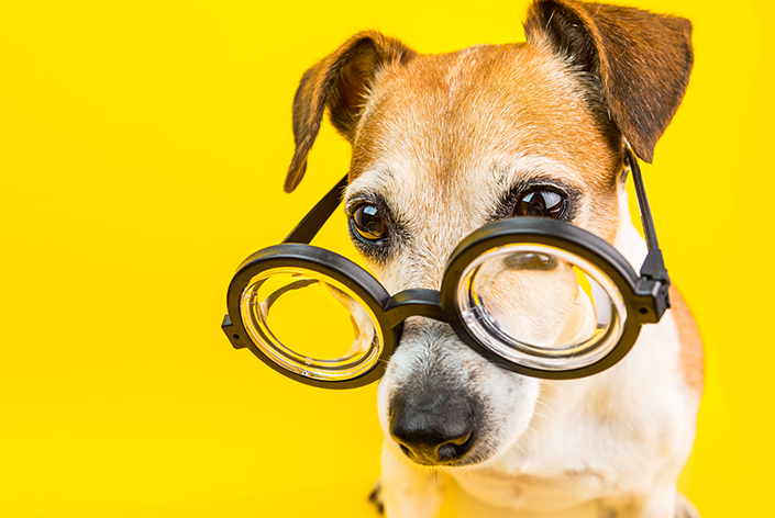 Como os cachorro enxergam? Descubra! 4