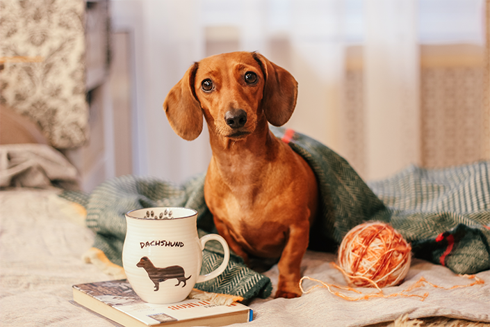 Cachorro salsicha com cobertor